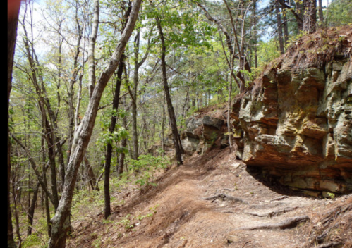 A winding trail through a lush forest with rocky outcrops and green foliage on either side.