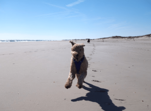 A dog runs joyfully on a sandy beach under a clear blue sky, with another dog in the background.