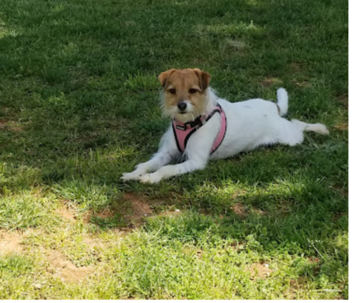 A small dog with a brown and white coat lies on green grass, wearing a pink harness.