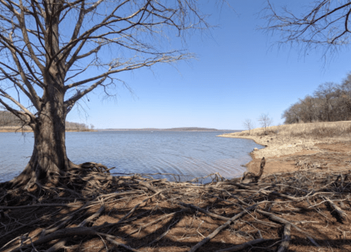 A serene lakeside view with a bare tree, exposed roots, and a clear blue sky reflecting on the water.