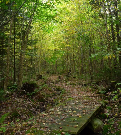 A serene forest path with a wooden bridge, surrounded by lush green trees and scattered autumn leaves.