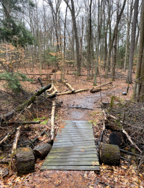 A small wooden bridge over a muddy area, surrounded by trees and fallen branches in a forested setting.