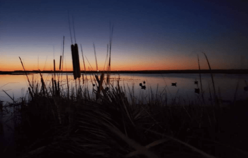 Silhouette of tall grasses at sunset over a calm lake, with ducks visible in the water.