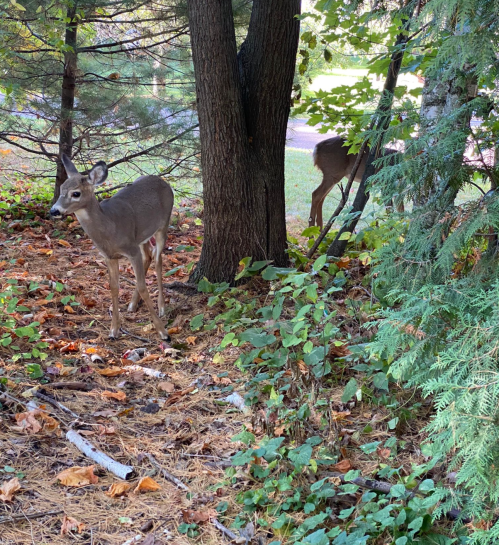 Two deer stand among trees and foliage, with one partially hidden behind a tree in a wooded area.