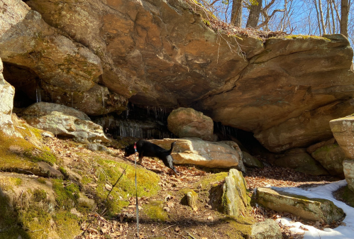 A black cat explores a rocky area under a large overhang, surrounded by moss and patches of snow.