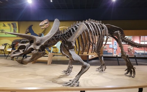 A dinosaur skeleton displayed in a museum, showcasing its large skull and distinctive three-horned face.