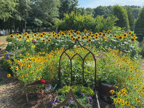 A vibrant garden filled with sunflowers and colorful flowers, framed by a decorative archway under a clear blue sky.