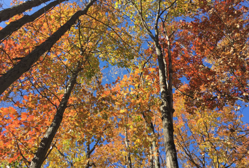 Vibrant autumn foliage with orange, yellow, and red leaves against a clear blue sky, viewed from below.