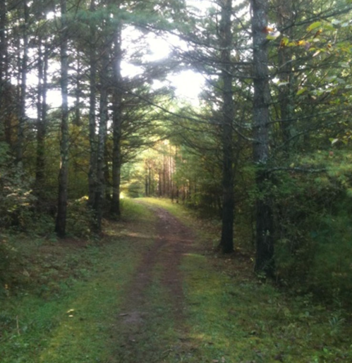 A serene forest path lined with tall trees, leading into a sunlit clearing.