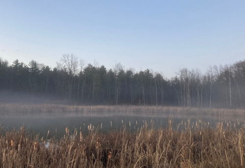 A serene misty landscape featuring a calm pond surrounded by tall grasses and trees in the background.