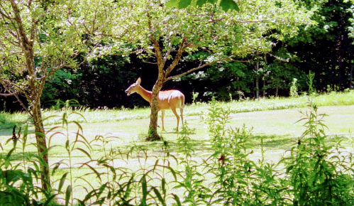 A deer stands quietly in a lush green field, partially hidden by trees and tall grass.