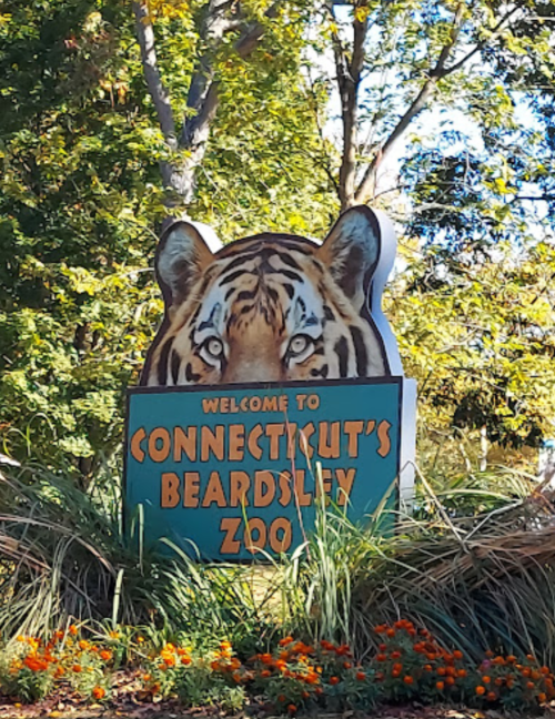 Sign welcoming visitors to Connecticut's Beardsley Zoo, featuring a tiger's face and surrounded by greenery and flowers.
