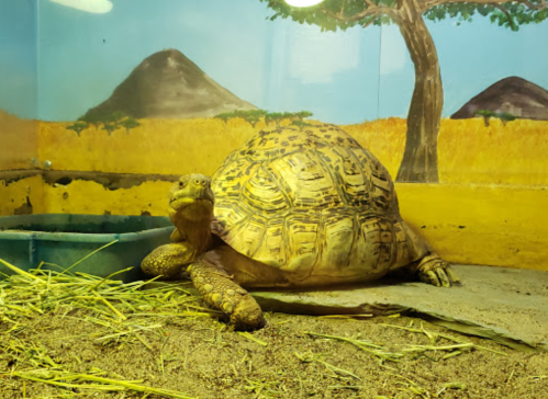 A large tortoise resting in a sandy enclosure with a painted backdrop of mountains and trees.