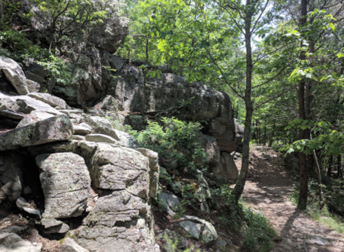 A rocky path surrounded by lush greenery and trees in a natural outdoor setting.