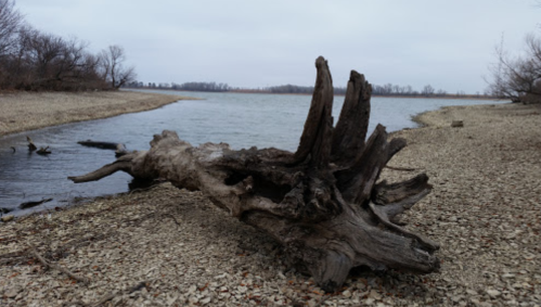 A weathered tree trunk lies on a rocky shore beside a calm river, with bare trees in the background under a cloudy sky.