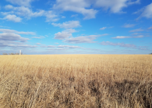 A vast field of dry grass under a blue sky with scattered clouds.