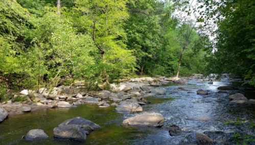 A serene river flows through a lush green forest, with smooth stones lining the water's edge.