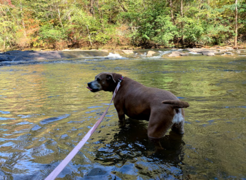 A brown dog stands in shallow water, surrounded by trees and rocks, enjoying a sunny day by the river.