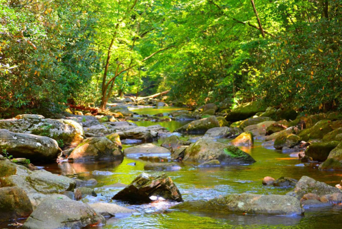 A serene stream flows through a lush green forest, with rocks scattered along the water's edge.