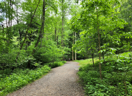 A winding dirt path through a lush green forest, surrounded by trees and vibrant foliage.