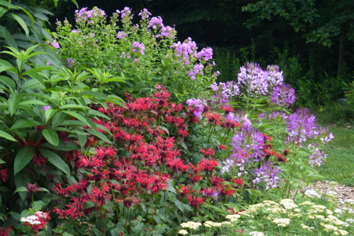 A vibrant garden featuring clusters of red, purple, and pink flowers amidst lush green foliage.