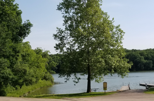 A serene lake scene with a large tree, green foliage, and a small dock under a clear blue sky.