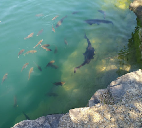 A clear body of water with various fish swimming near a rocky shore.