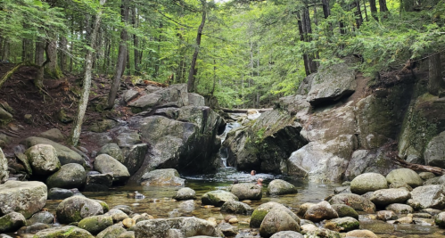 A serene forest scene featuring a rocky stream surrounded by lush greenery and smooth stones.