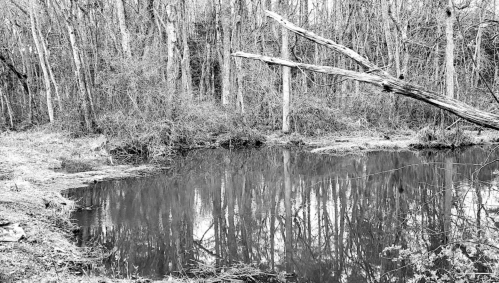 A serene black-and-white scene of a still pond surrounded by bare trees and dense underbrush.