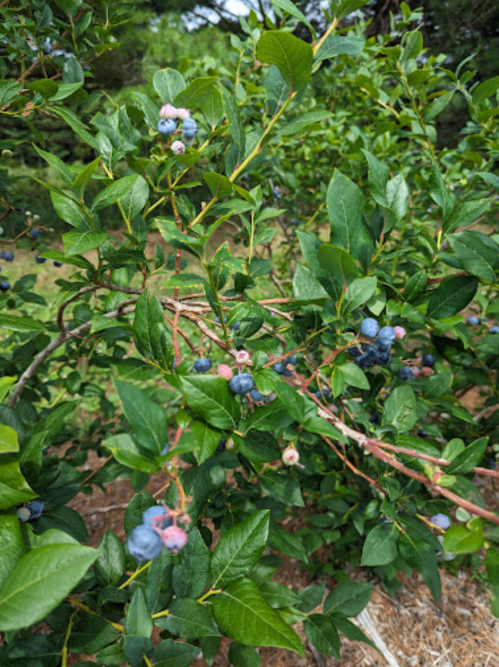 A close-up of a blueberry bush with clusters of ripe and unripe blueberries among green leaves.