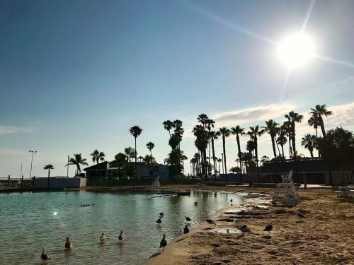 A sunny beach scene with palm trees, a calm water area, and ducks near the shore.