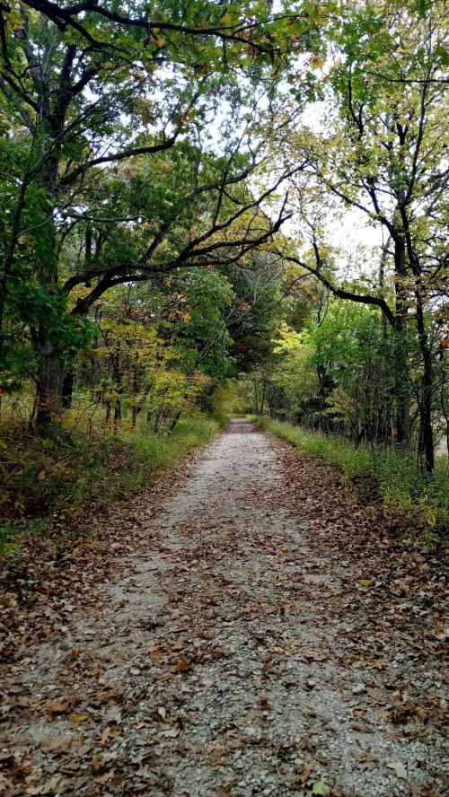 A gravel path lined with trees and autumn foliage, leading into a serene, wooded area.