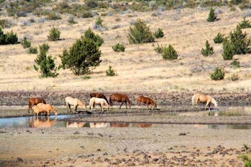 A group of horses grazing near a small water body in a dry, grassy landscape with sparse trees.