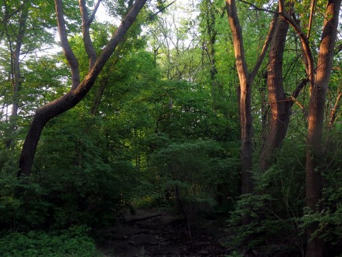 Lush green forest with tall trees and dappled sunlight filtering through the leaves.