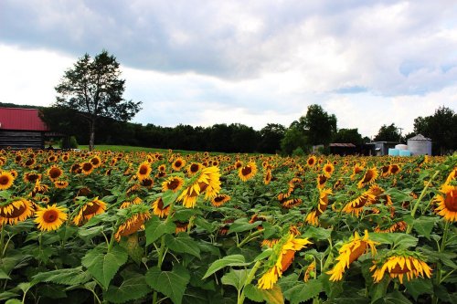 A vibrant field of sunflowers under a cloudy sky, with trees and farm buildings in the background.