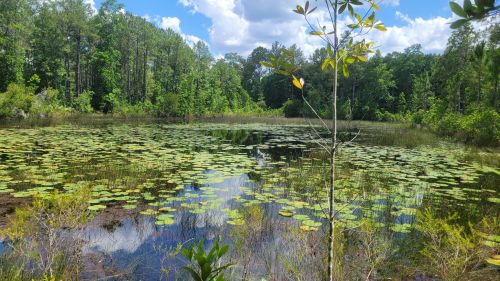 A serene pond surrounded by lush greenery and lily pads under a bright blue sky with fluffy clouds.