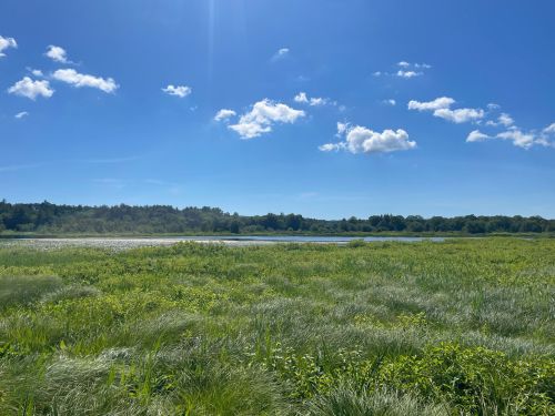 A serene landscape featuring a lush green field, a calm lake, and a bright blue sky with scattered clouds.