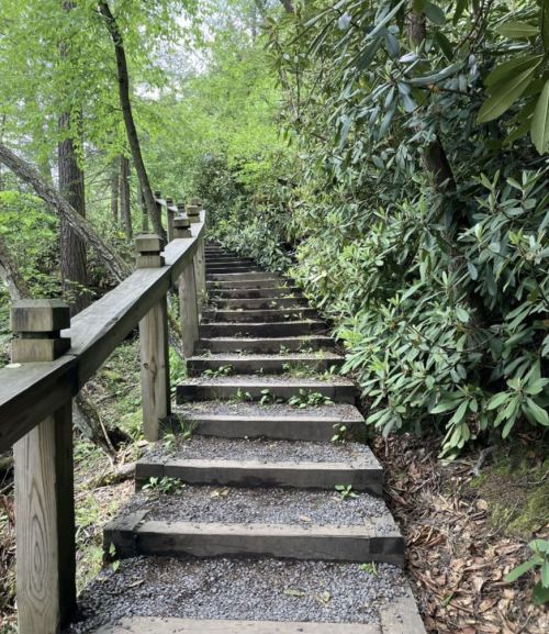 A wooden staircase leads through lush greenery, surrounded by trees and plants.