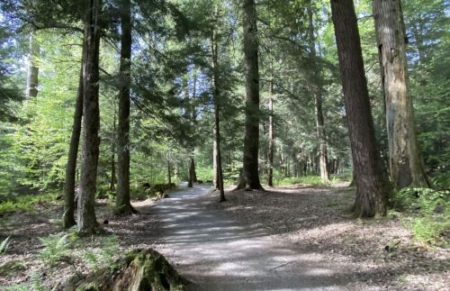 A serene forest path surrounded by tall trees and dappled sunlight filtering through the leaves.