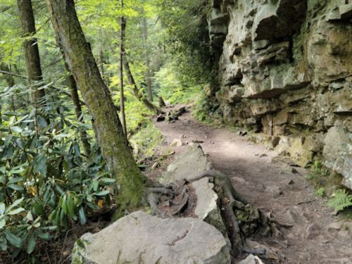 A narrow dirt path winds through a lush forest, flanked by rocky cliffs and greenery.