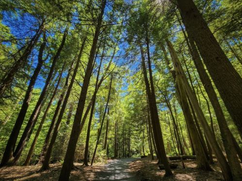 A serene forest scene with tall trees and a clear blue sky, creating a peaceful pathway through nature.