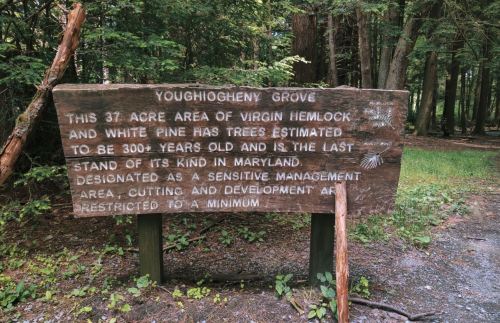 Wooden sign in a forest, detailing Youghiogheny Grove's 37 acres of ancient hemlock and white pine trees in Maryland.