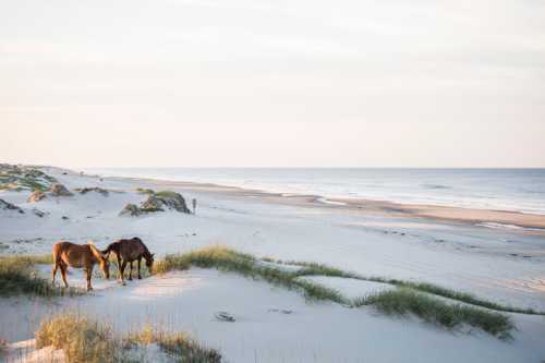 Two horses grazing on a sandy beach with gentle waves and dunes in the background during a serene sunset.