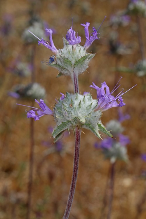 A close-up of a flowering plant with spiky green buds and vibrant purple blossoms against a blurred background.