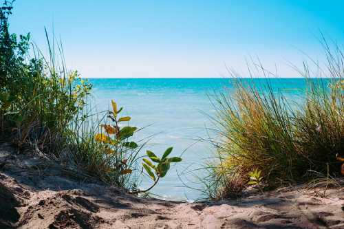 A serene view of the ocean through tall grass and plants on a sandy beach under a clear blue sky.