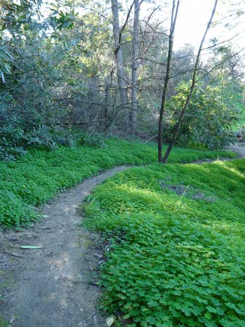 A winding dirt path through lush green foliage and trees in a serene forest setting.