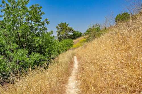 A winding dirt path through tall grass and shrubs under a clear blue sky.