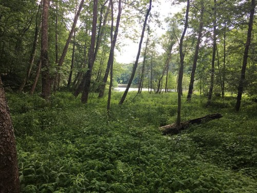Lush green forest with tall trees and dense undergrowth, leading to a serene pond in the background.