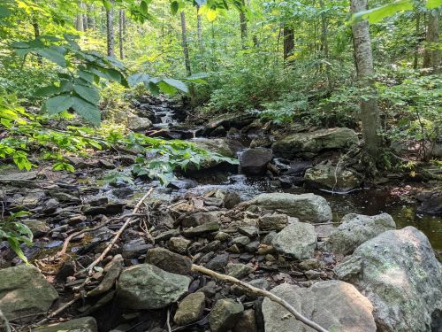 A serene forest scene featuring a small stream flowing over rocks, surrounded by lush green trees and foliage.
