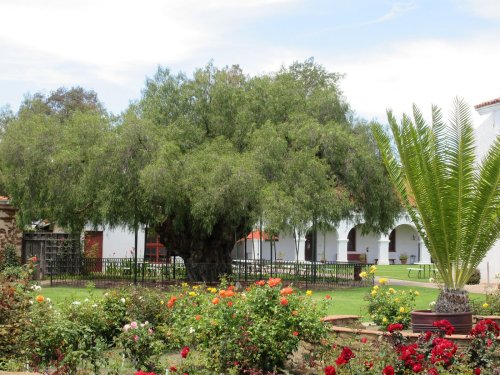 A lush garden featuring colorful roses, a large tree, and a palm, with white buildings in the background under a blue sky.